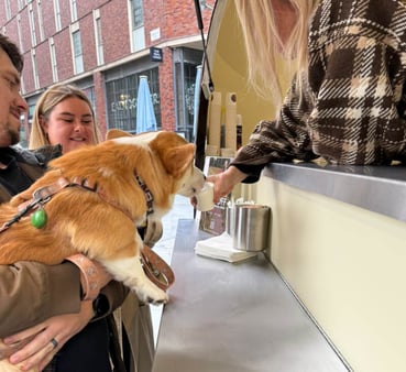A corgi sips a puppuccino at New Look's drinks van.